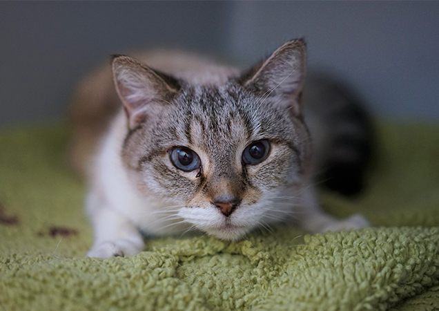 Little Macie came into our care via our RSPCA Animal Ambulance